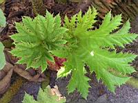 Ceratostigma Plumbaginoides (fam Plumbaginacees) (Chine) (6) (Photo F. Mrugala)